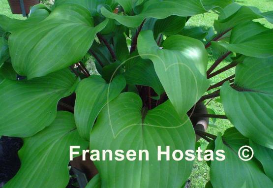 Hosta Harry van de Laar